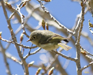 Ruby crowned Kinglet 6786